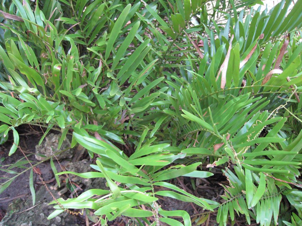 Ground Covers You May Not Have Thought About - Richard Lyons Nursery, Inc.