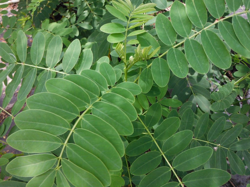 Cassia Surattensis(scrambled Egg Tree) - Richard Lyons Nursery, Inc.