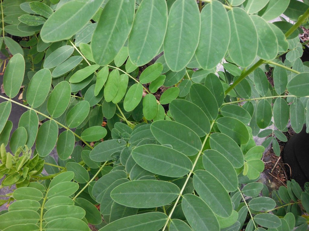 Cassia surattensis(Scrambled Egg Tree1) - Richard Lyons Nursery, Inc.