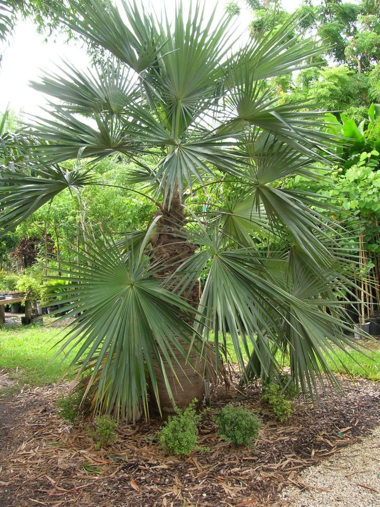 Coccothrinax spissa (Swollen Silver Thatch Palm) - Richard Lyons ...