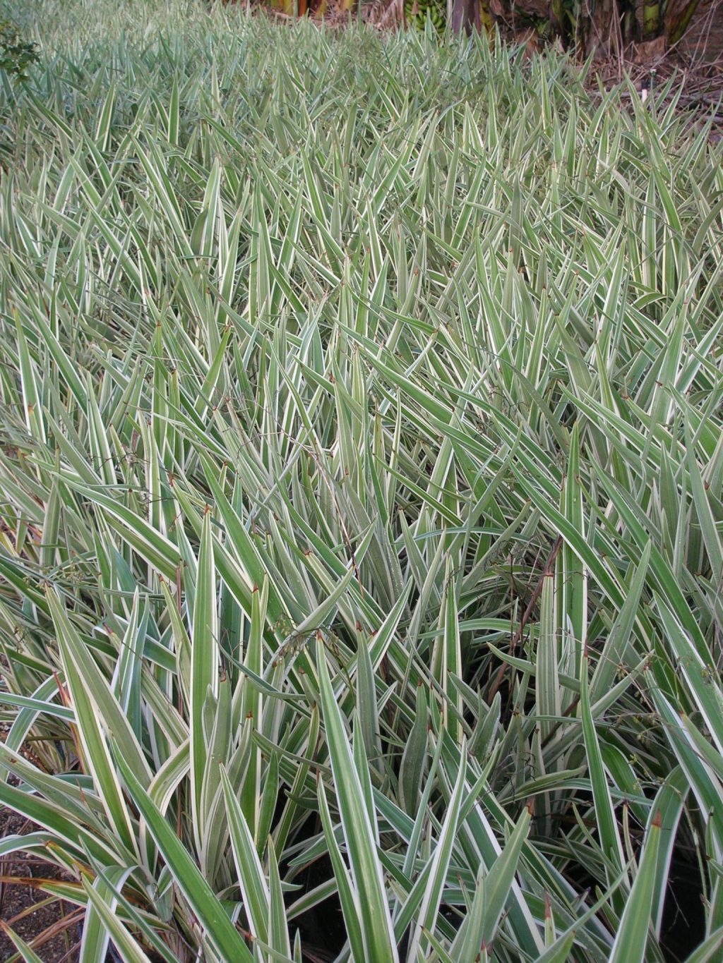 Dianella tasmanica (Variegated Blueberry Flax Lily2) - Richard Lyons ...