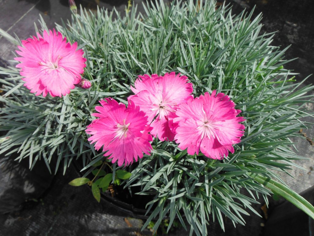 Dianthus Gratianopolitanus 'firewitch'(carnation Firewitch) - Richard 