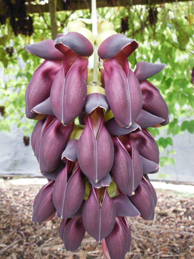 Mucuna nigricans(Black Jade Vine2) (2) - Richard Lyons Nursery, Inc.