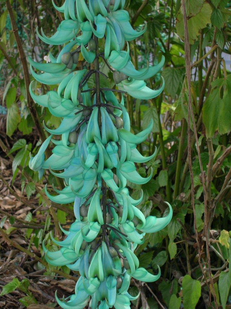 Strongylodon macrobotrys (Jade Vine9) - Richard Lyons Nursery, Inc.