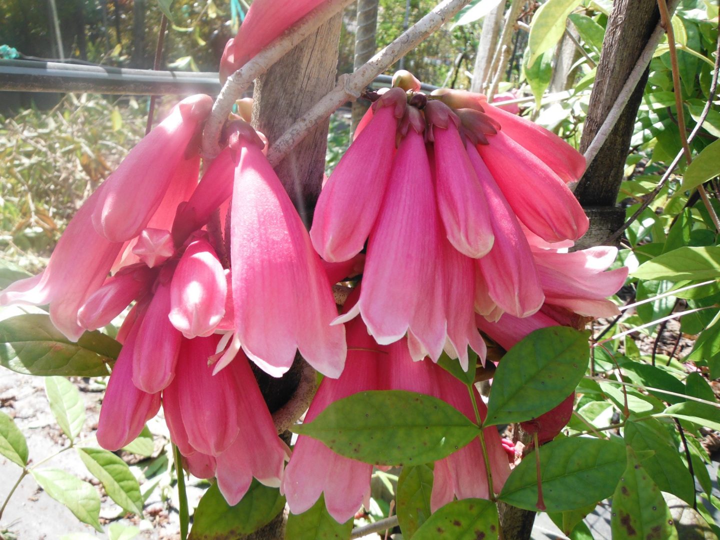 New Guinea Trumpet Vine (Tecomanthe dendrophila) - Richard Lyons ...