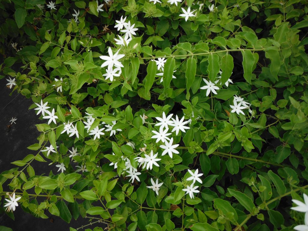 Jasminum pubescens(Star Jasmine3) (2) - Richard Lyons Nursery, Inc.