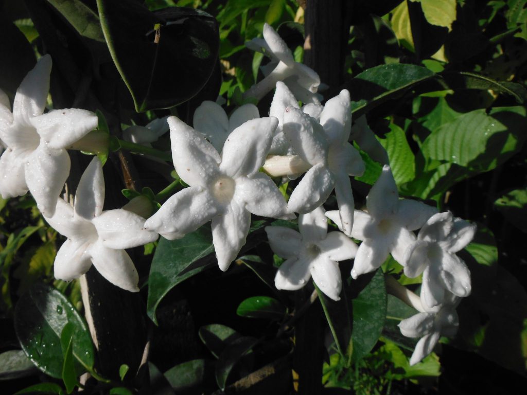 Stephanotis floribunda (Bridal Wreath Vine1) - Richard Lyons Nursery, Inc.