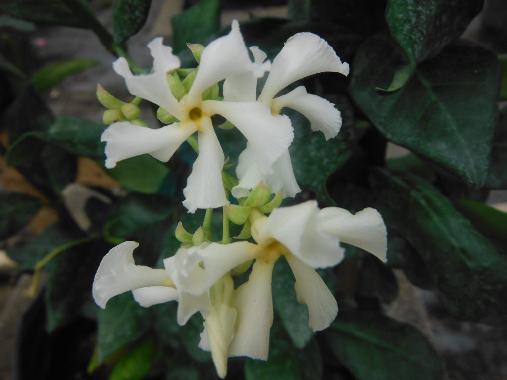 Trachelospermum jasminoides(Confederate Jasmine) (2) - Richard Lyons ...