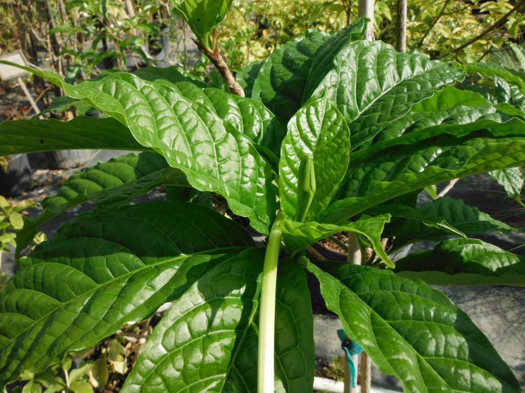 Euclinia longiflora(Tree Gardenia) - Richard Lyons Nursery, Inc.