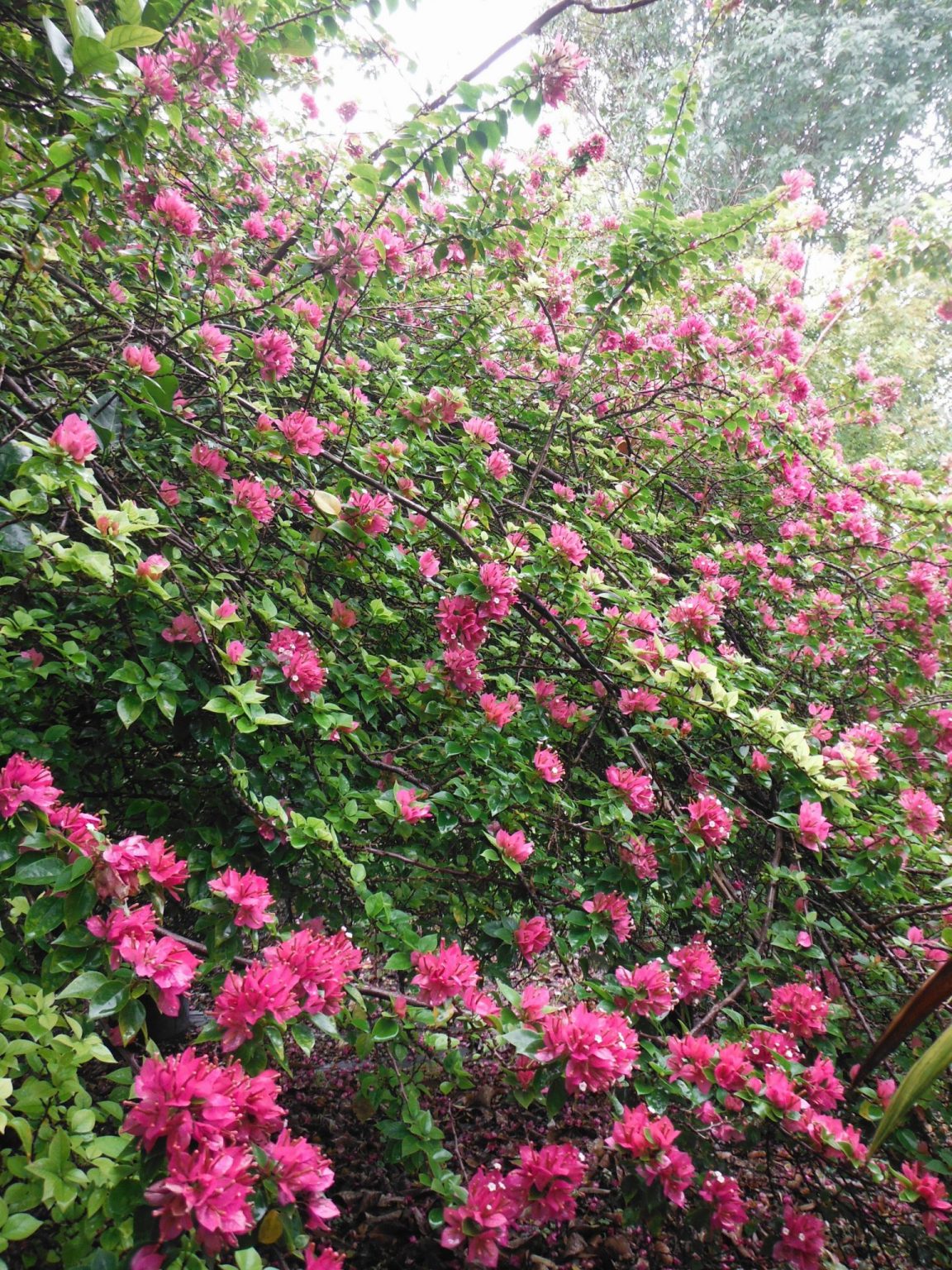 Bougainvillea Pixie Richard Lyons Nursery Inc