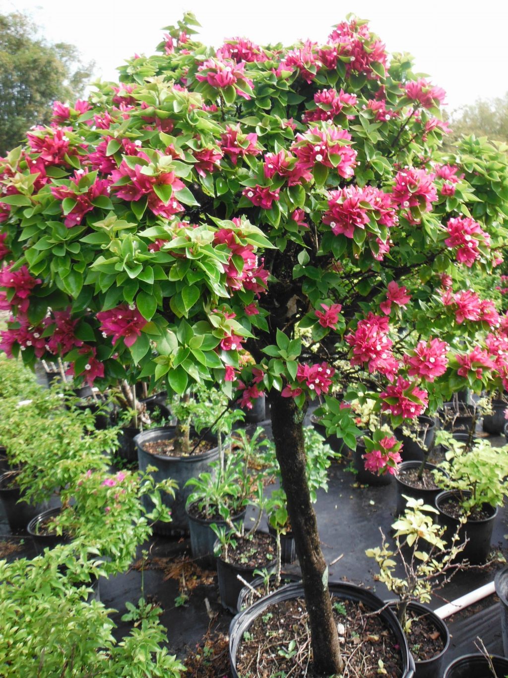 Bougainvillea Pixie Richard Lyons Nursery Inc