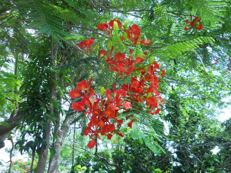 Delonix regia (Red Royal Poinciana) - Richard Lyons Nursery, Inc.