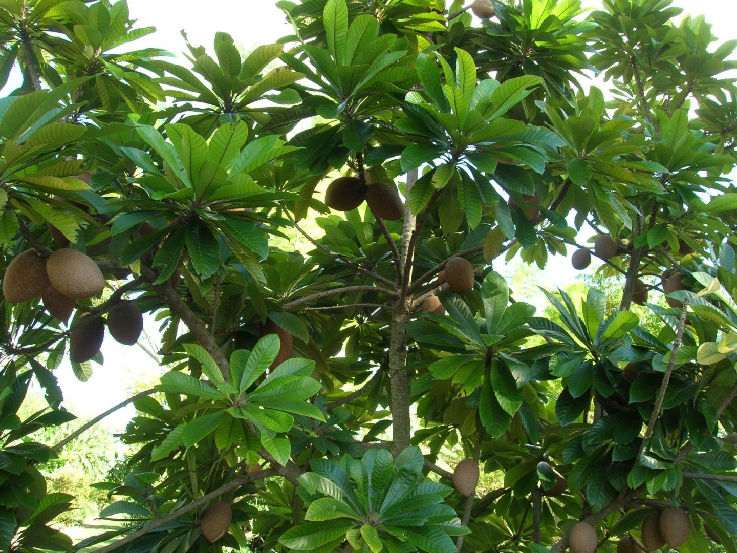 Pouteria sapota (Mamey Sapote13) - Richard Lyons Nursery, Inc.