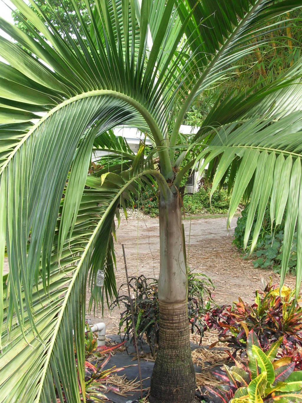 Dictyosperma album (Hurricane Palm) - Richard Lyons Nursery, Inc.