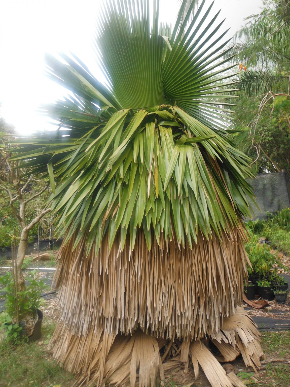 Copernicia macroglossa(Petticoat Palm) - Richard Lyons Nursery, Inc.