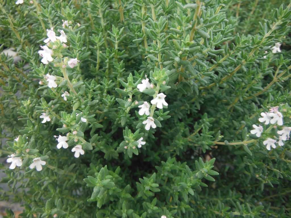 Thymus vulgaris(Thyme1) Richard Lyons Nursery, Inc.