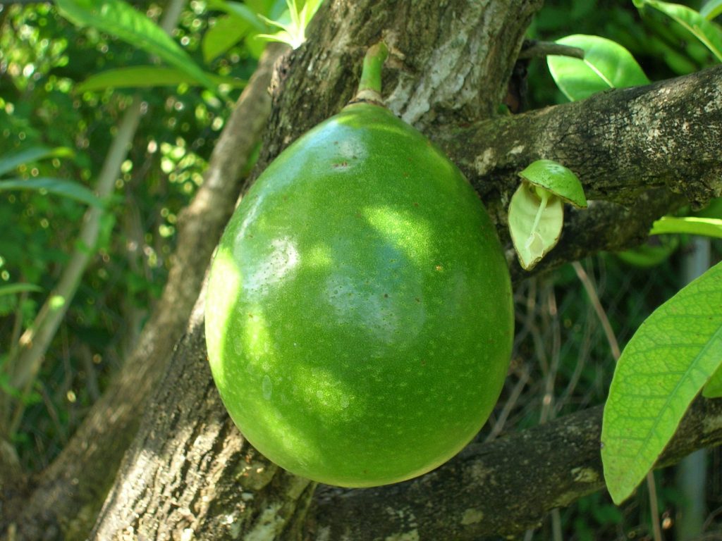 Crescentia cujete fruit (Calabash Tree) - Richard Lyons Nursery, Inc.