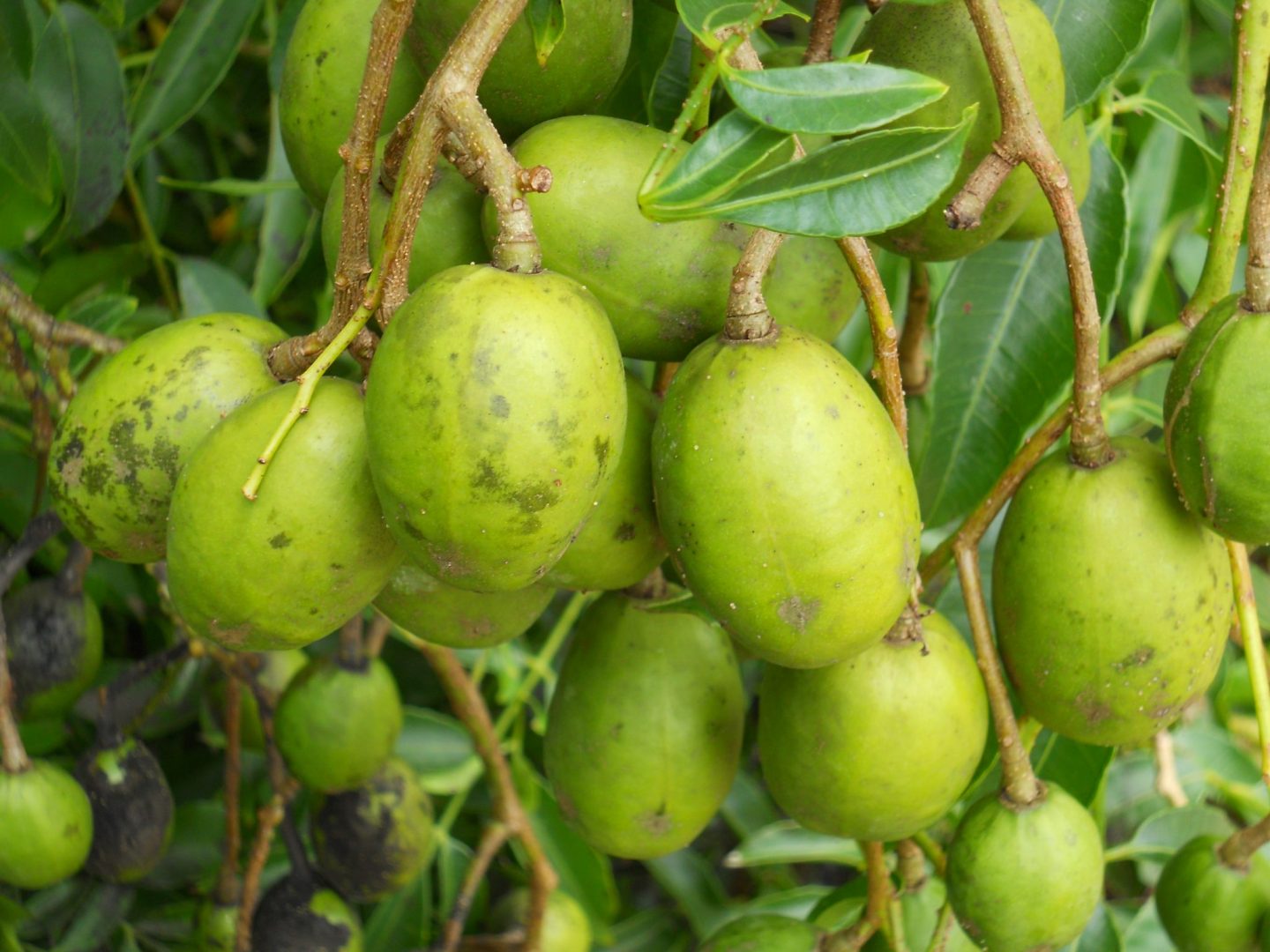 Spondias dulcis(June Plum) - Richard Lyons Nursery, Inc.