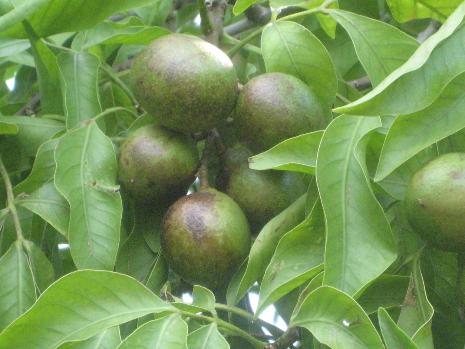 Melicoccus bijugatus(Spanish Lime4) - Richard Lyons Nursery, Inc.