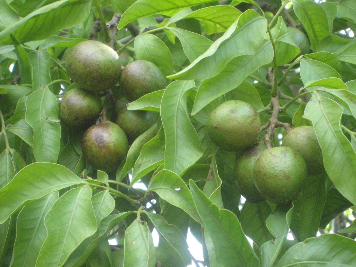 Melicoccus bijugatus(Spanish Lime6) - Richard Lyons Nursery, Inc.