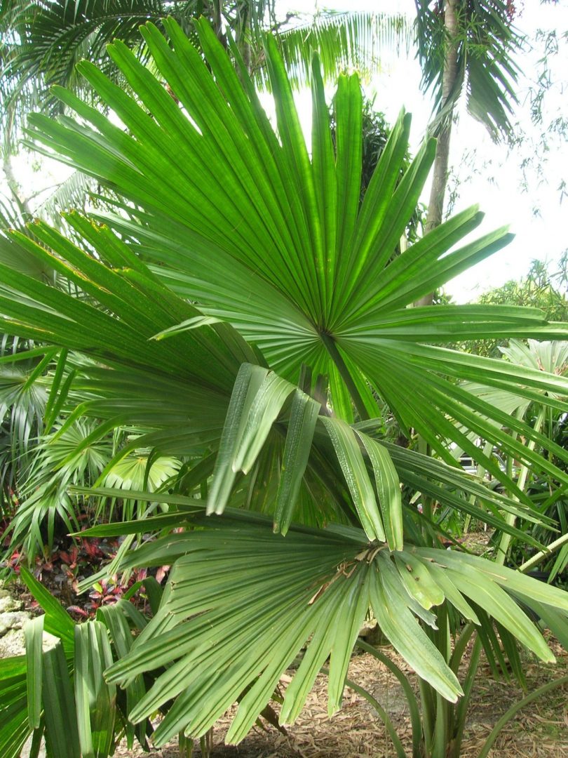 Corypha umbraculifera (Talipot Palm1) - Richard Lyons Nursery, Inc.