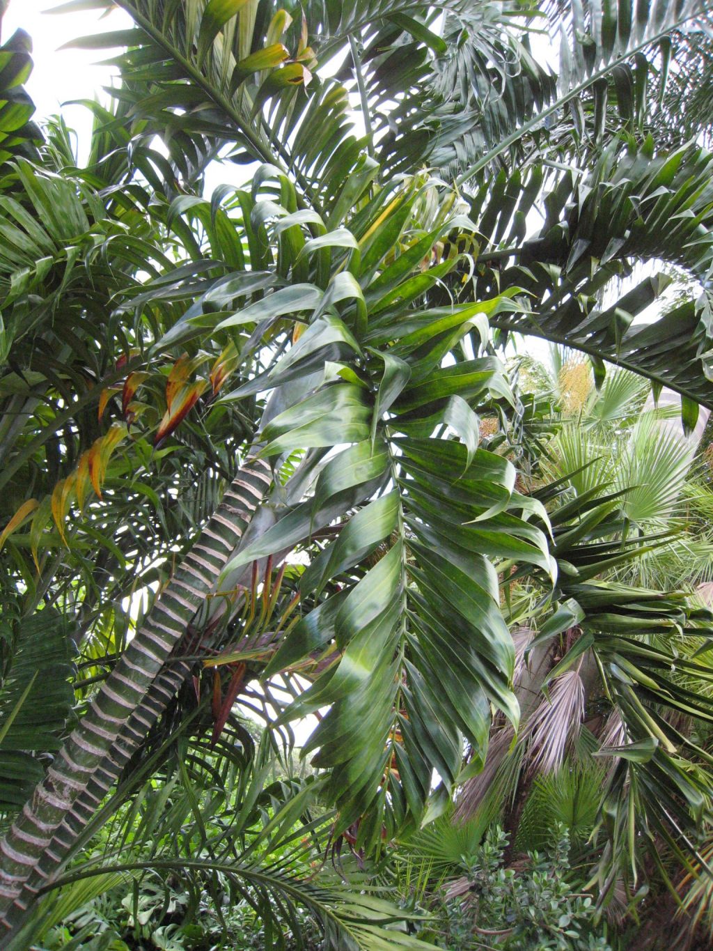 Dypsis lanceolata - Richard Lyons Nursery, Inc.