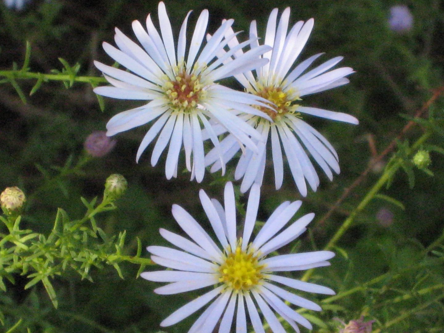 Symphyotrichum Dumosum(rice Button Aster3) (2) - Richard Lyons Nursery 