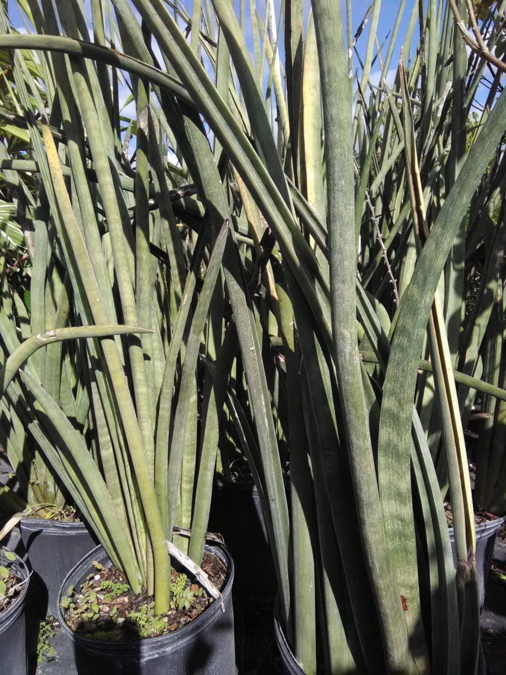 Sansevieria canaliculata (Tall Sansevieria) - Richard Lyons Nursery, Inc.