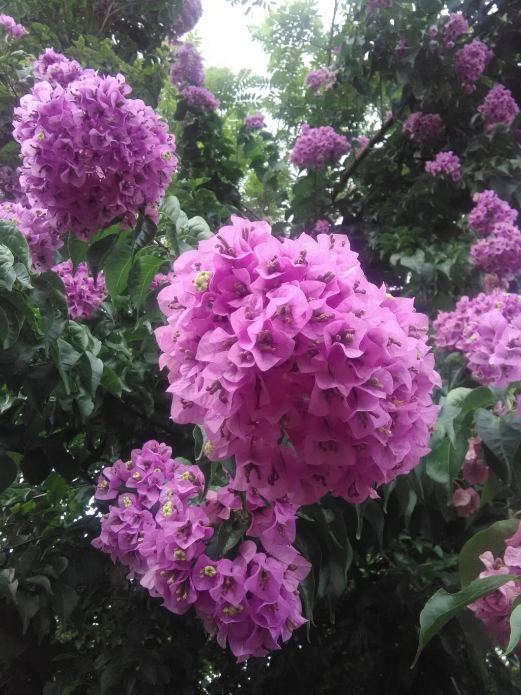 Bougainvillea arborea (Tree Bougainvillea3) - Richard Lyons Nursery, Inc.