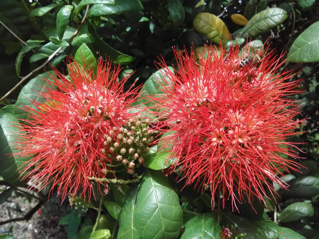 Combretum constrictum (Thailand Powderpuff) - Richard Lyons Nursery, Inc.