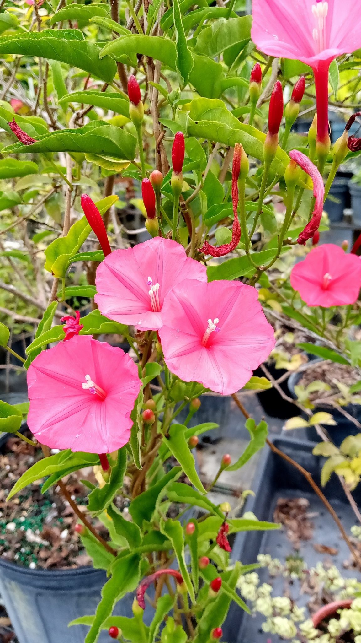 ipomoea-microdactyla-richard-lyons-nursery-inc