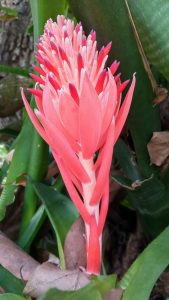 Billbergia pyramidalis, - Richard Lyons Nursery, Inc.