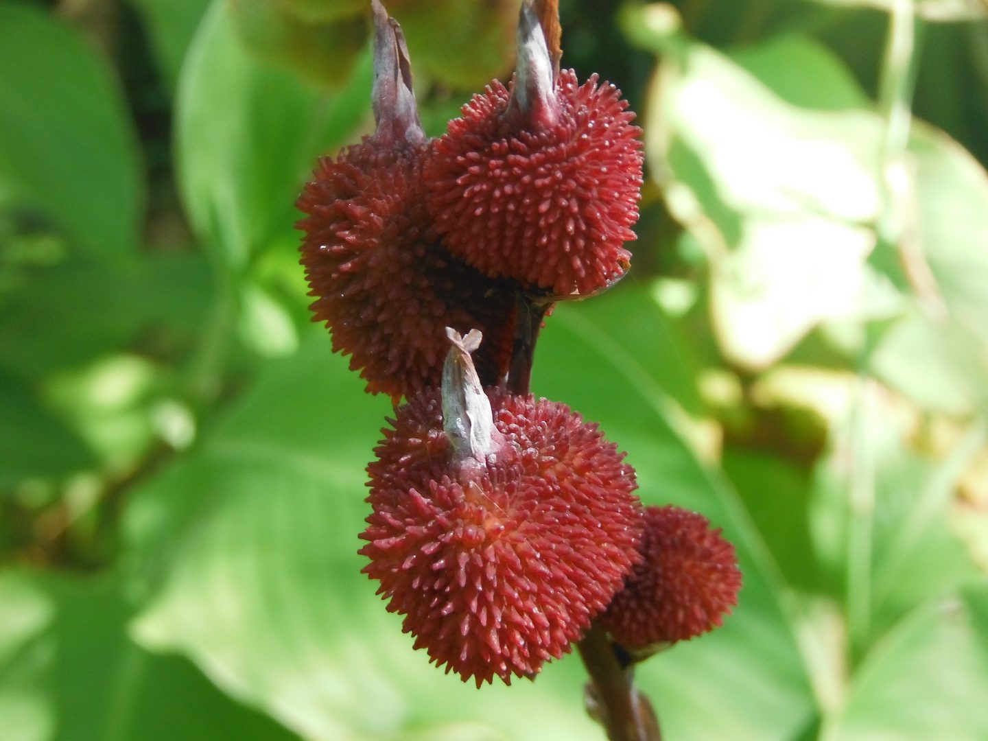 Canna indica(Indian Shot Canna Lily3) - Richard Lyons Nursery, Inc.