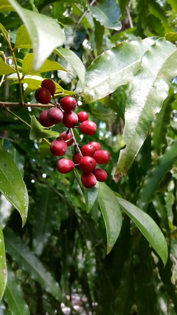 Florida Bitterbush - Richard Lyons Nursery, Inc.