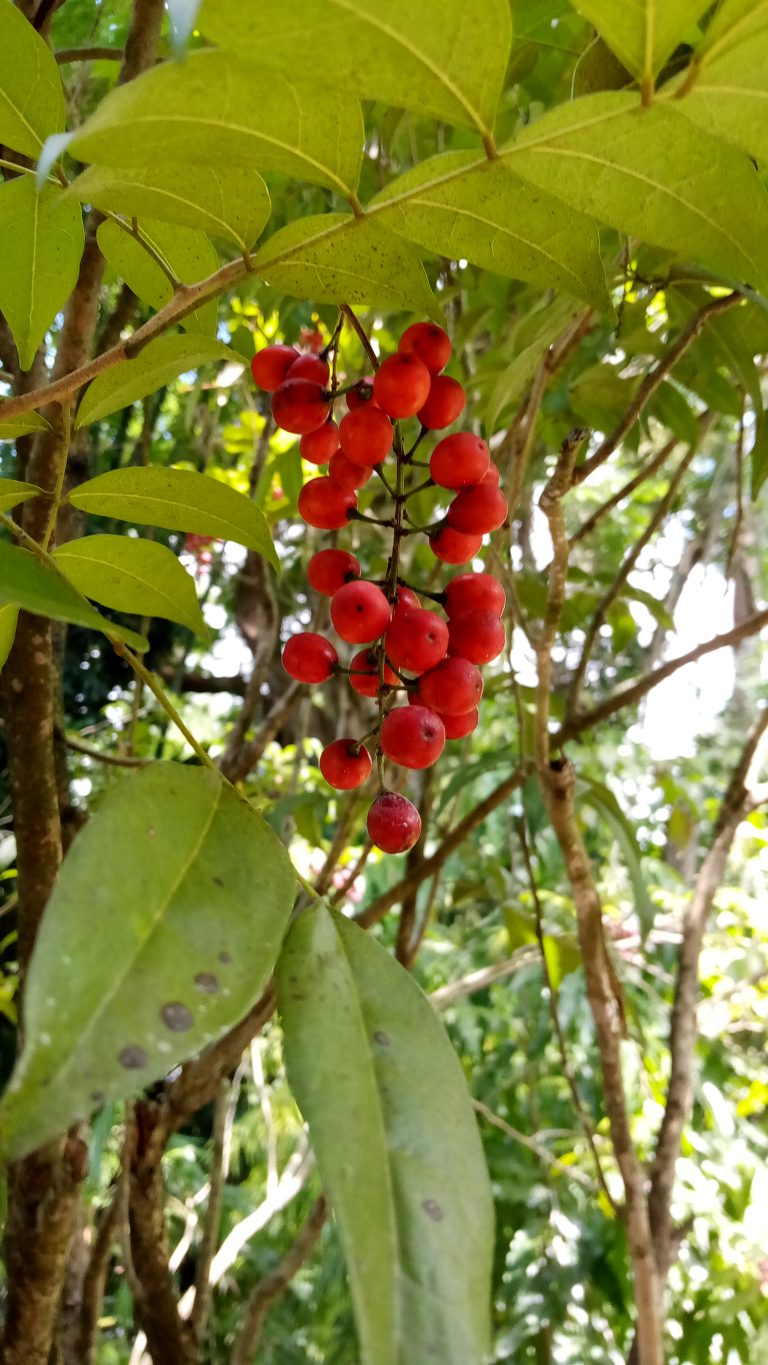 Picramnia pentandra (Florida Bitterbush2) - Richard Lyons Nursery, Inc.