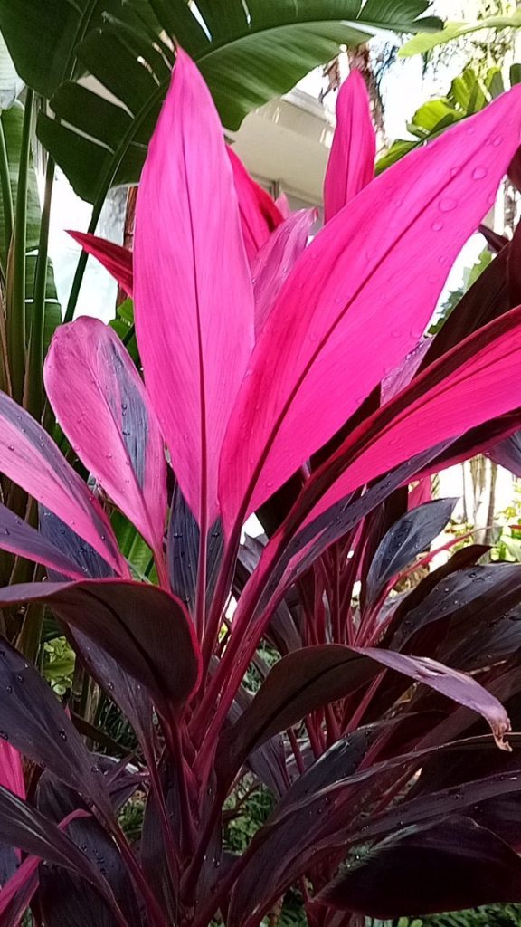 Cordyline fruticosa (Hawaiian Ti Plant 'Red Sister') - Richard Lyons ...