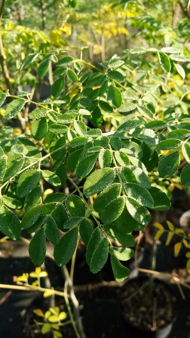 Horseradish Tree - Richard Lyons Nursery, Inc.