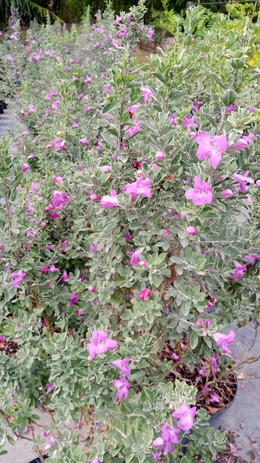 Leucophyllum frutescens (Texas Sage) - Richard Lyons Nursery, Inc.