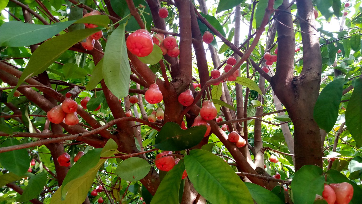 Wax Jambu - Richard Lyons Nursery, Inc.