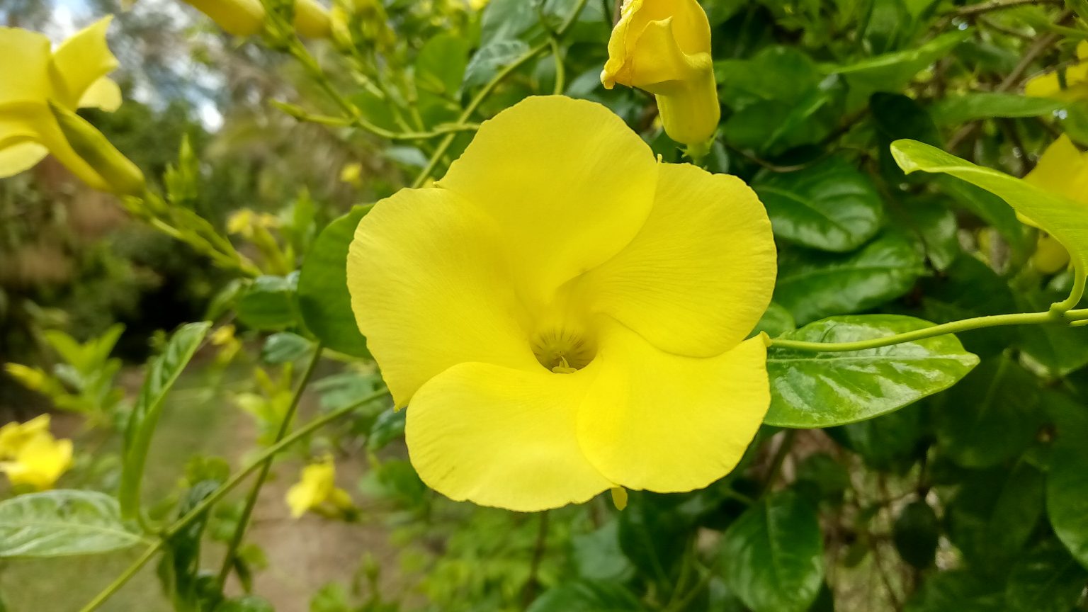 Wild Allamanda - Richard Lyons Nursery, Inc.