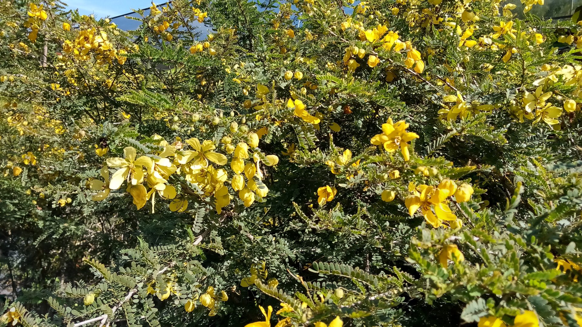 Senna Polyphylla Desert Cassia1 Richard Lyons Nursery Inc 